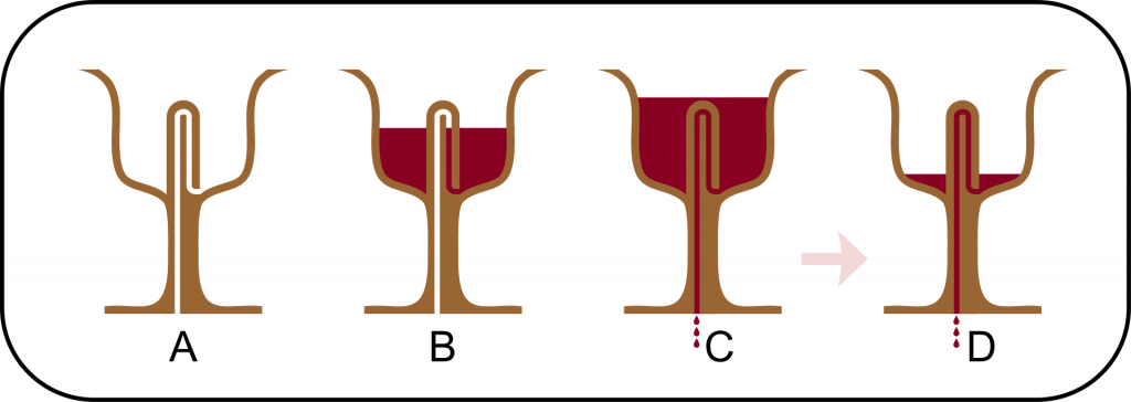 The 4 cases of a Pythagorean cup !